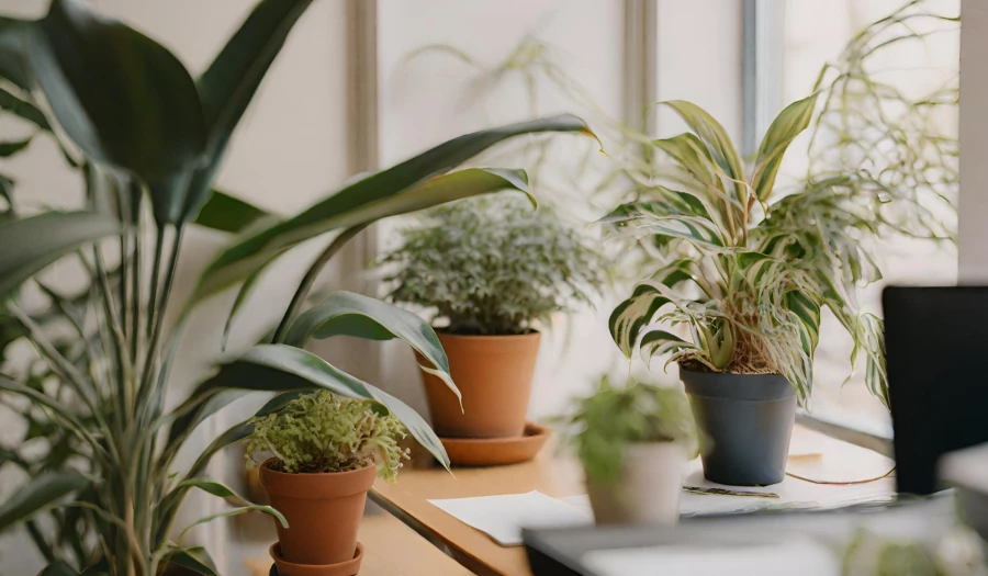 Office-friendly good luck plants